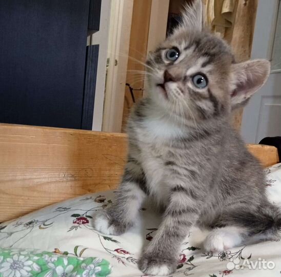 Милые полосатые кошечки