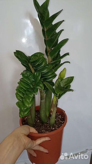 Замиокулькас зензи