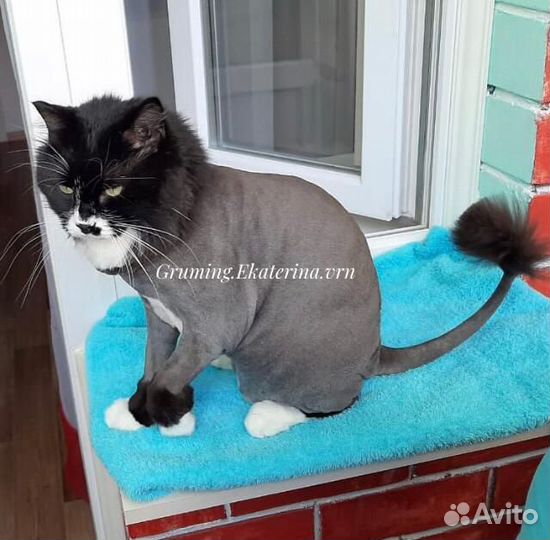 Груминг. Читайте отзывы) Стрижка собак и кошек