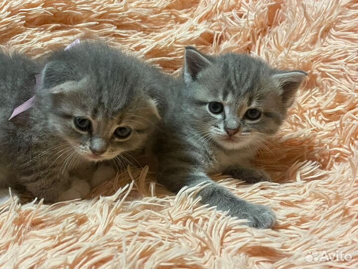 Шотландские котята