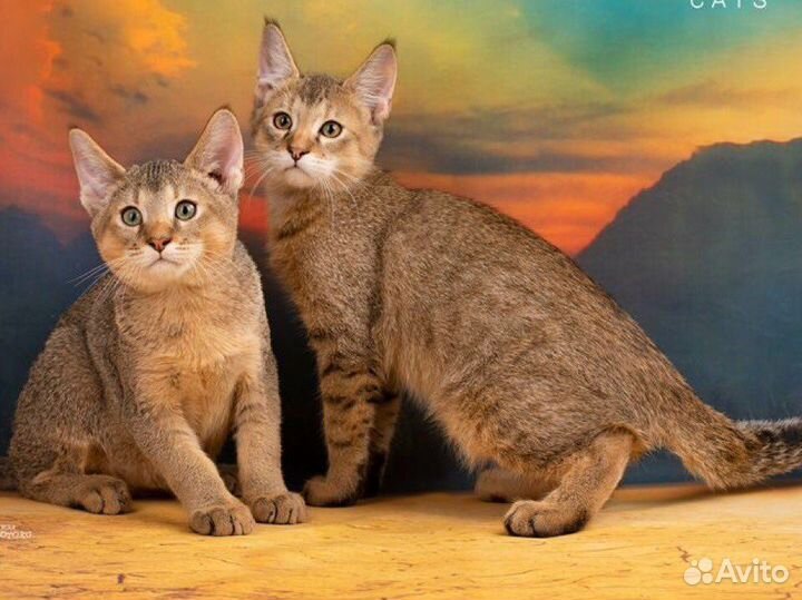 Чаузи Ф2, котята