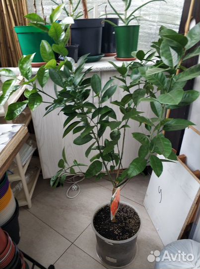 Цитрус мандарин Муркотт