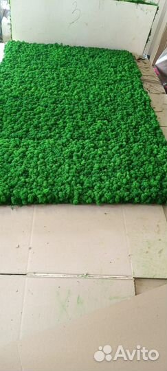 Мох стабилизированный оптом и в розницу