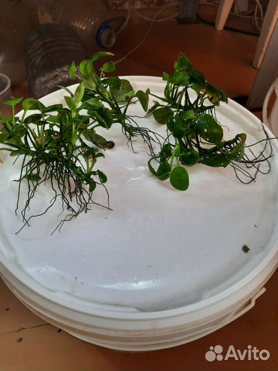 Скалярии,гуппи, анубиас кладофора