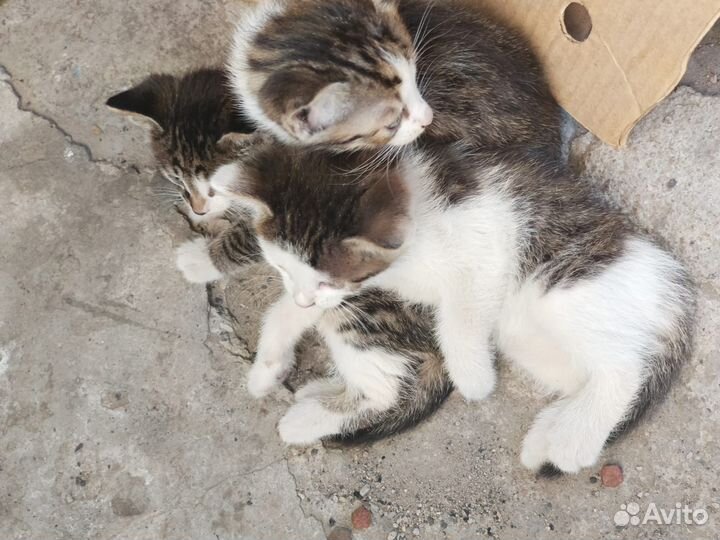 Кошка в дар