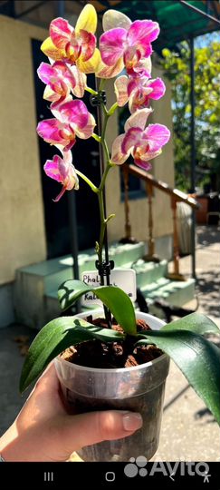 Орхидея Калейдоскоп бабочка