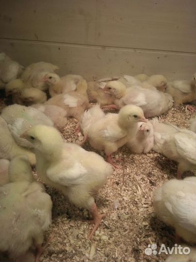 Бройлер 10дн. Центр