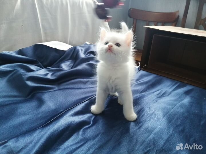 Белые пушки