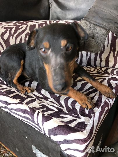 Немецкий ягдтерьер