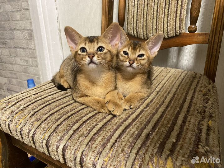 Абиссинская