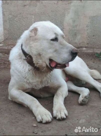Среднеазиатская овчарка вязка