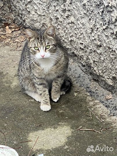 Кошка в дар