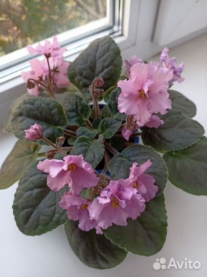 Сортовые фиалки