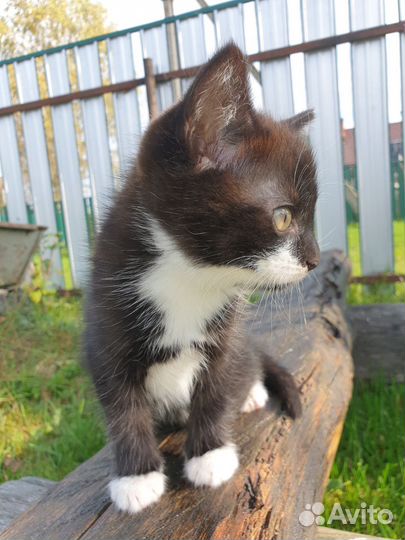 Отдам котенка в добрые руки