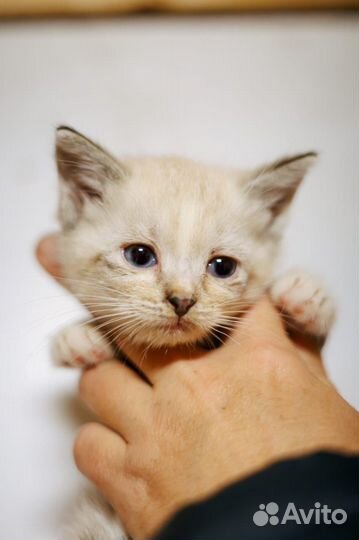 Котенок в дар бесплатно