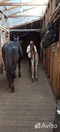 Постой для лошадей