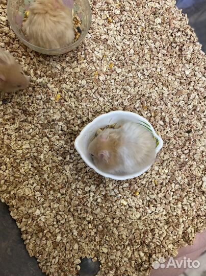 Ангорский хомяк