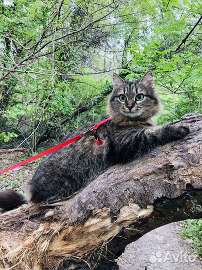 Вязка кошечка