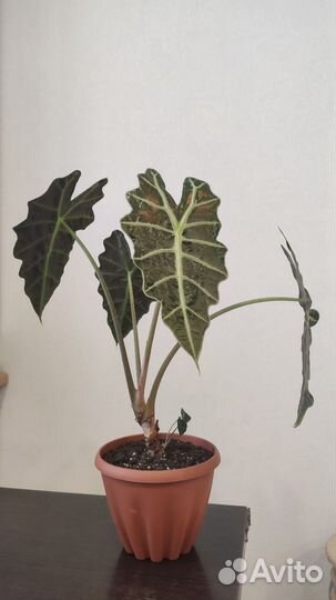 Алоказия Полли