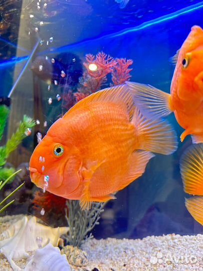 Рыба Попугай