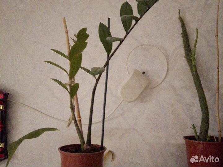 Замиокулькас