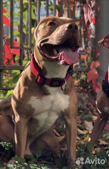Питбуль кобель для вязки и съёмок