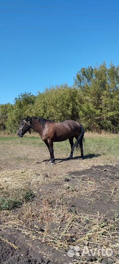 Продается кобыла
