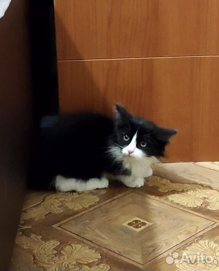 Котенок ищет дом