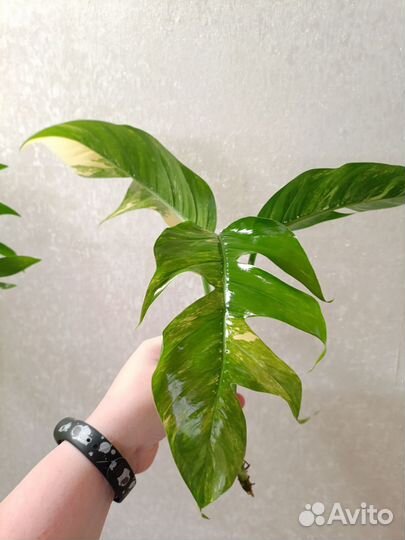 Эпипремнум пиннатум вайт