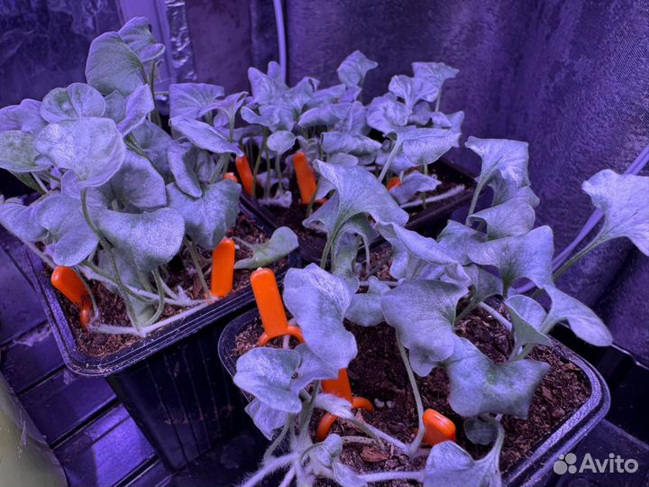 Дихондра серебристая