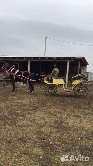 Продается конюшня (животноводческая ферма)