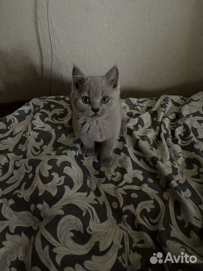 Британская