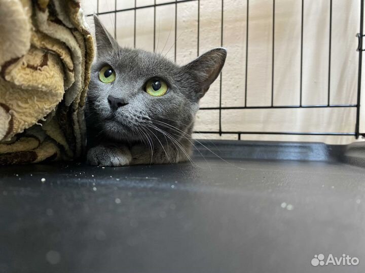 Русская голубая кошка в добрые руки