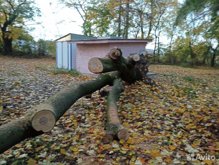 Спил деревьев, вывоз. Выкрчевывание. Кошение травы