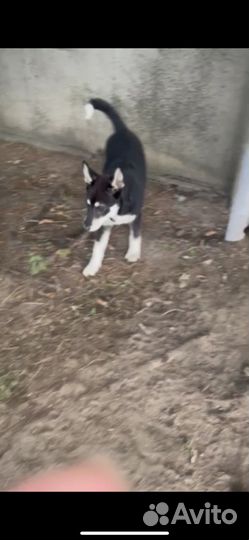 Найдена собака