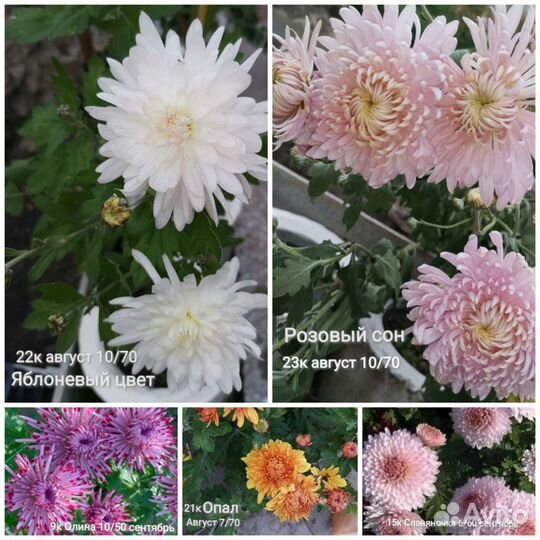 Хризантема корейская