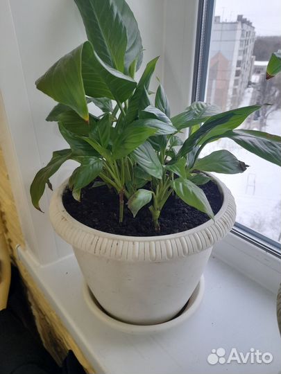 Спатифиллум