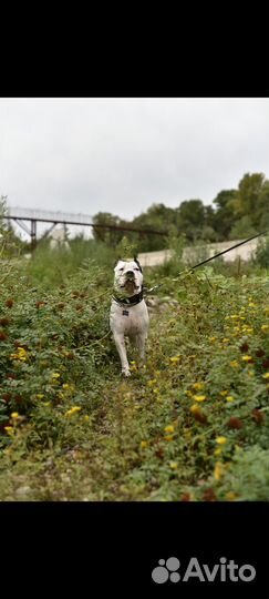 Американский стаффордширский терьер на вязку