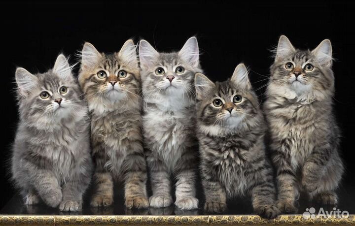 Сибирские малыши