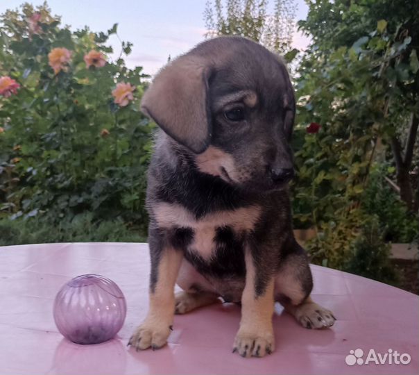 Щенок в добрые руки