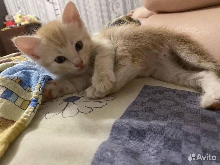 Отдам котенка в добрые руки