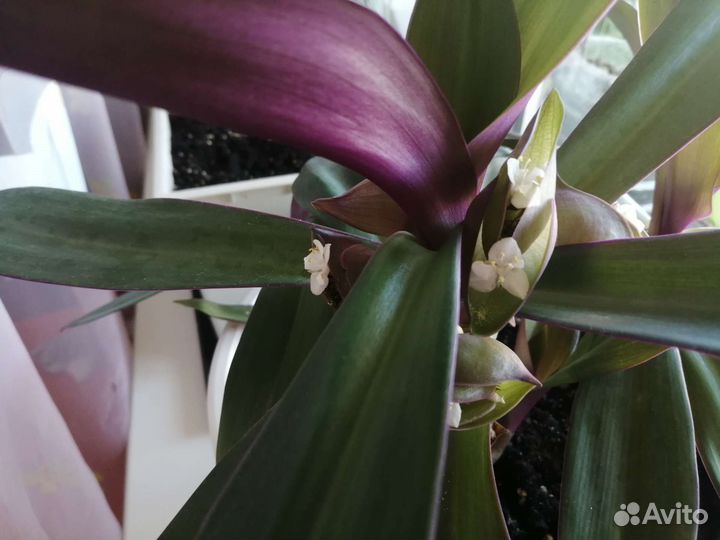 Продам цветок Рео, кактусы, драцена пестролистная