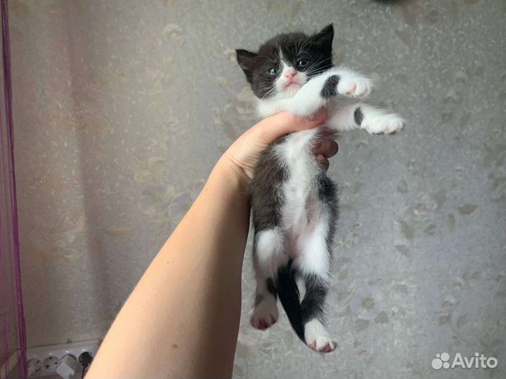 Отдам в добрые руки котят