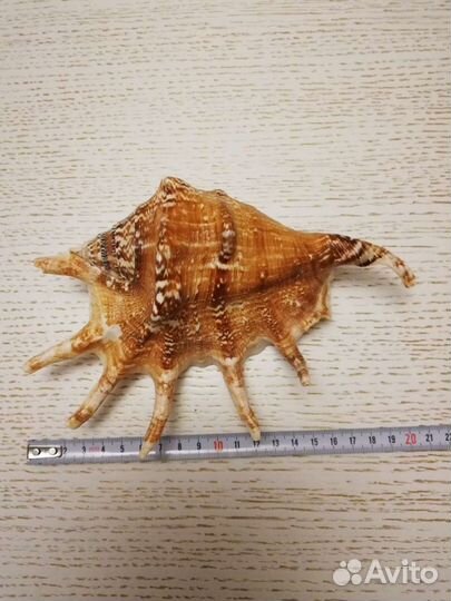 Морская ракушка