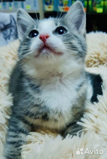 Котенок