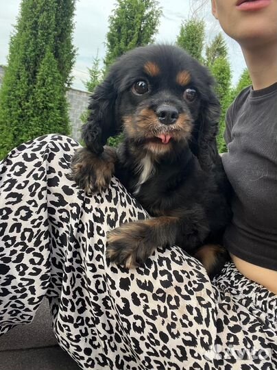 Кавалер кинг чарльз спаниель