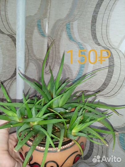 Суккуленты