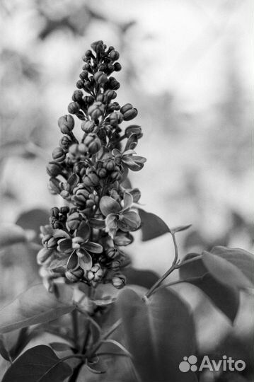 Фотопленка