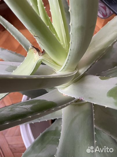 Алоэ лечебный более 7 лет