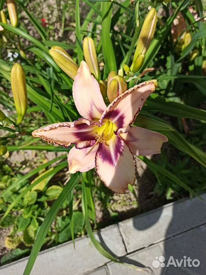 Лилейники сортовые